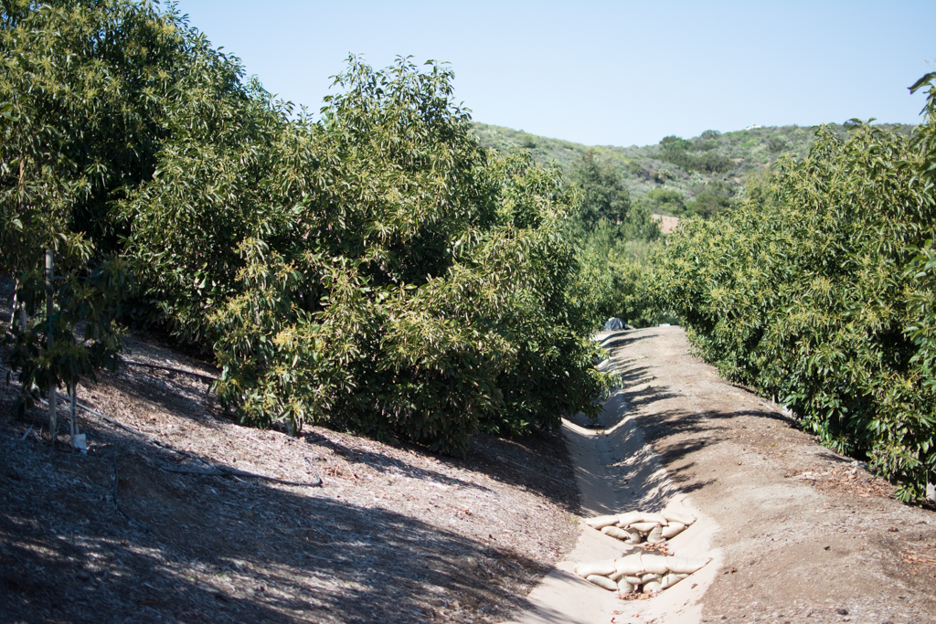 Neff-Ranch-12
